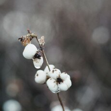 Winter beauty in details 01