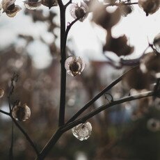 Winter beauty in details 03