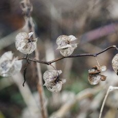 Winter beauty in details 04