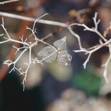 Winter beauty in details 02