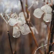 Winter beauty in details 05