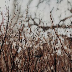 Winter beauty in details 08