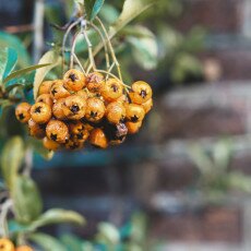 Winter beauty in details 11
