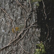 Winter beauty in details 13