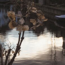 Winter beauty in details 14