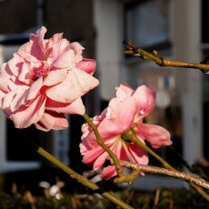 Winter beauty in details 15