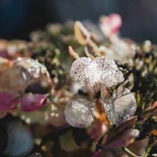 Winter beauty in details 18