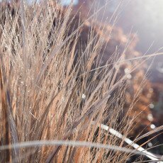 Winter beauty in details 16