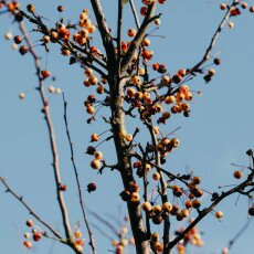 Winter beauty in details 17