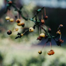 Winter beauty in details 25