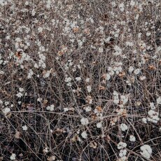 Winter beauty in details 21
