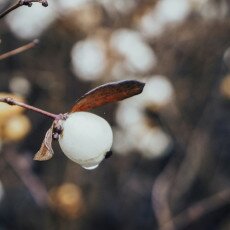 Winter beauty in details 20