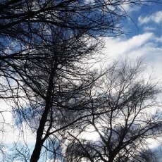 Winter light 18