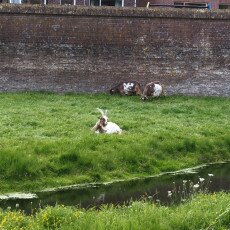 Goats grazing on the grass bank below the old brick sea wall at the Zuiderzeemuseum