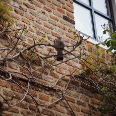 Zutphen Old City - 16