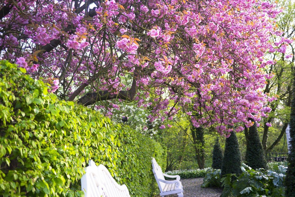 Old japanese cherry tree