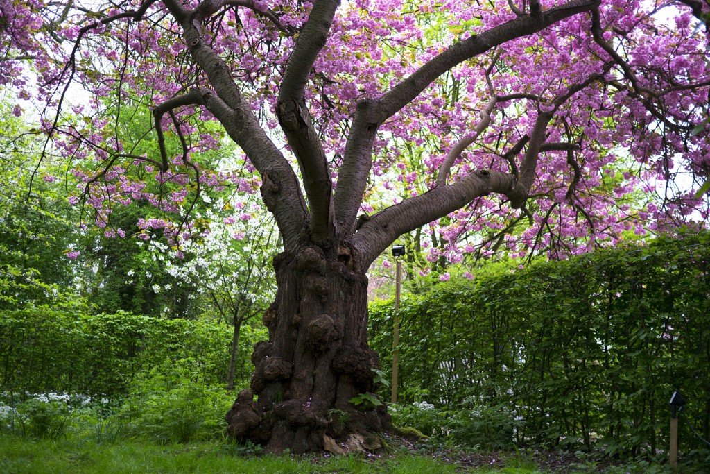 Cherry tree