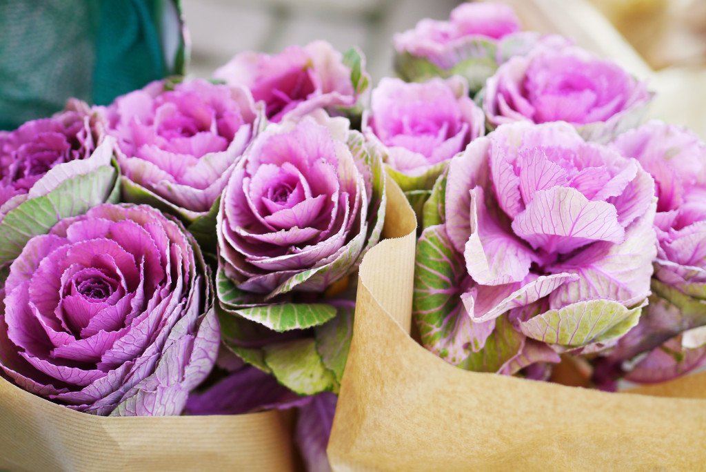 Purple cabbage flowers