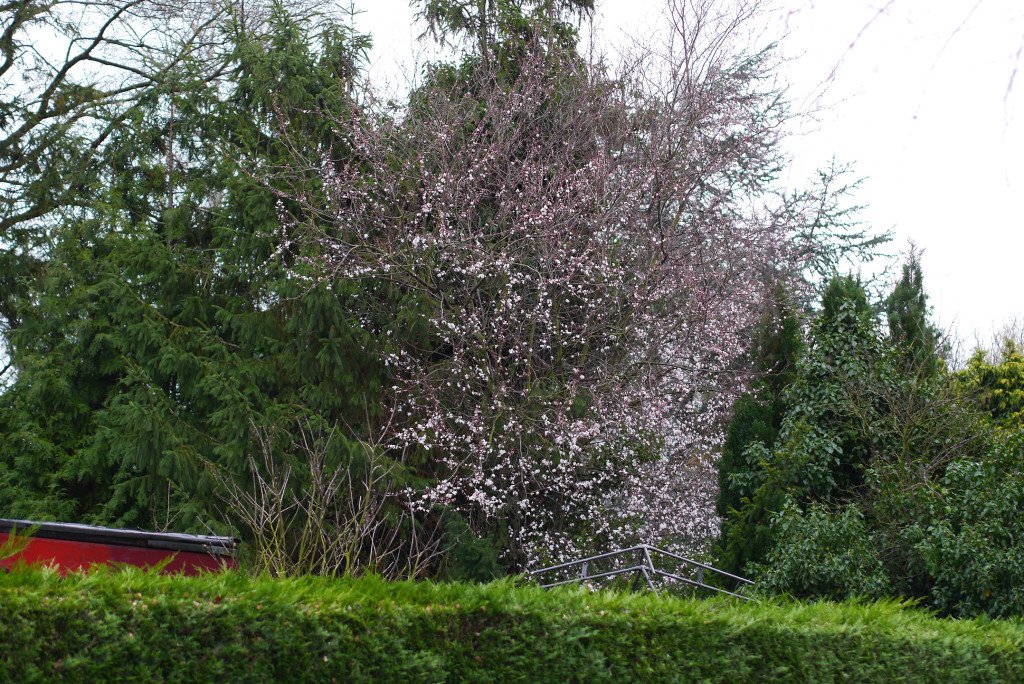 Spring flowers