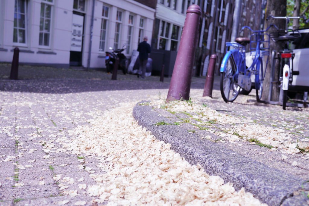 Springtime in Amsterdam 16