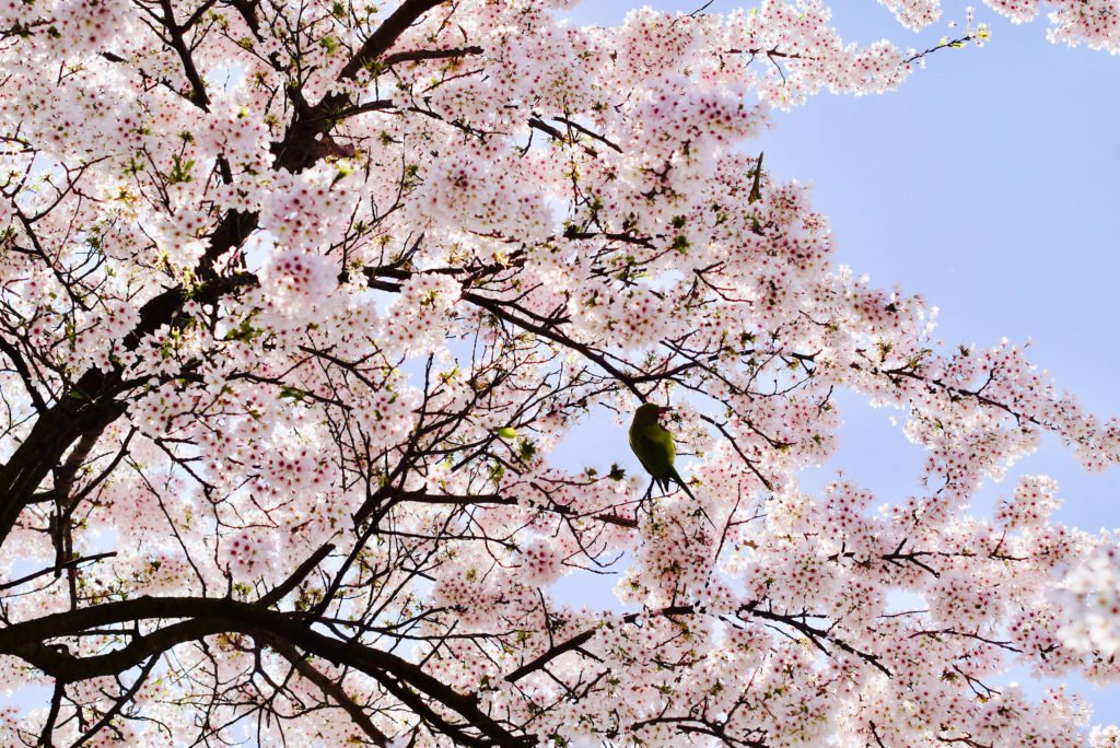 Springtime in Amsterdam 07