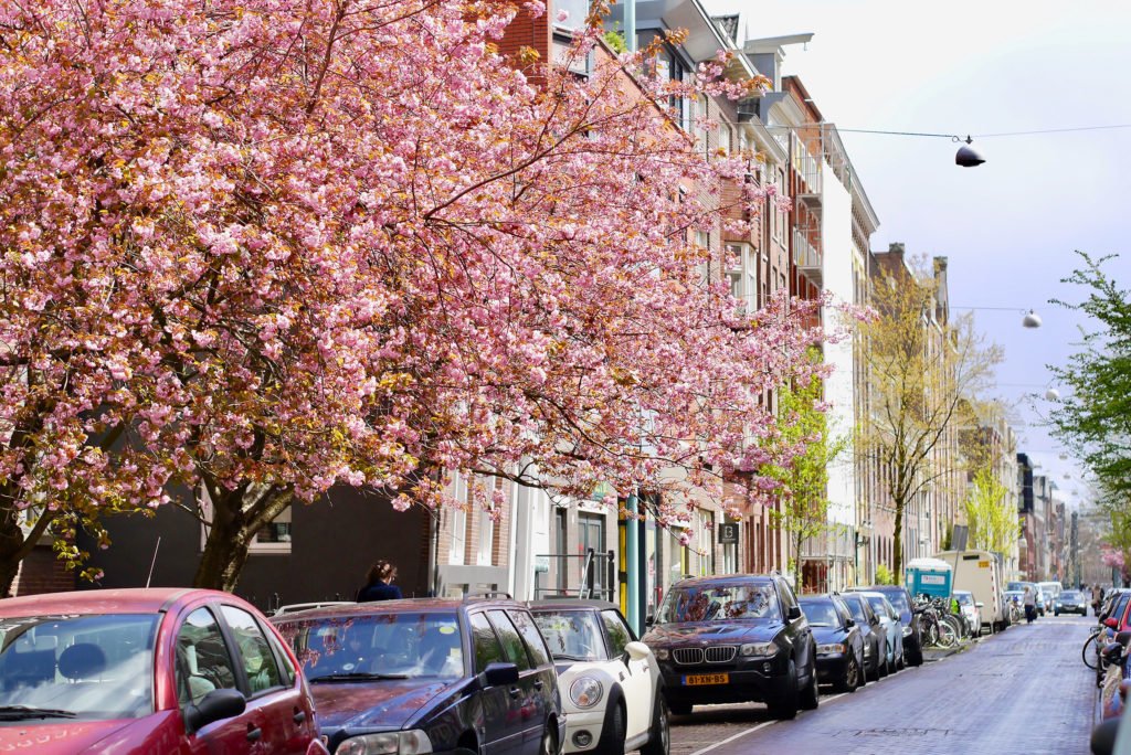 Springtime in Amsterdam 08