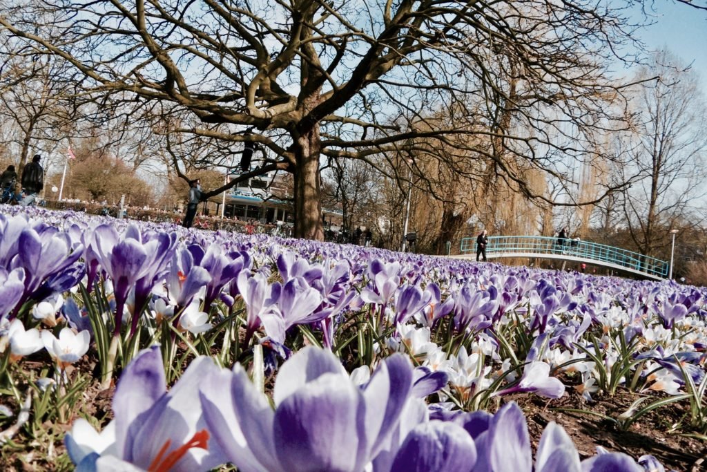 Springtime in Amsterdam 03