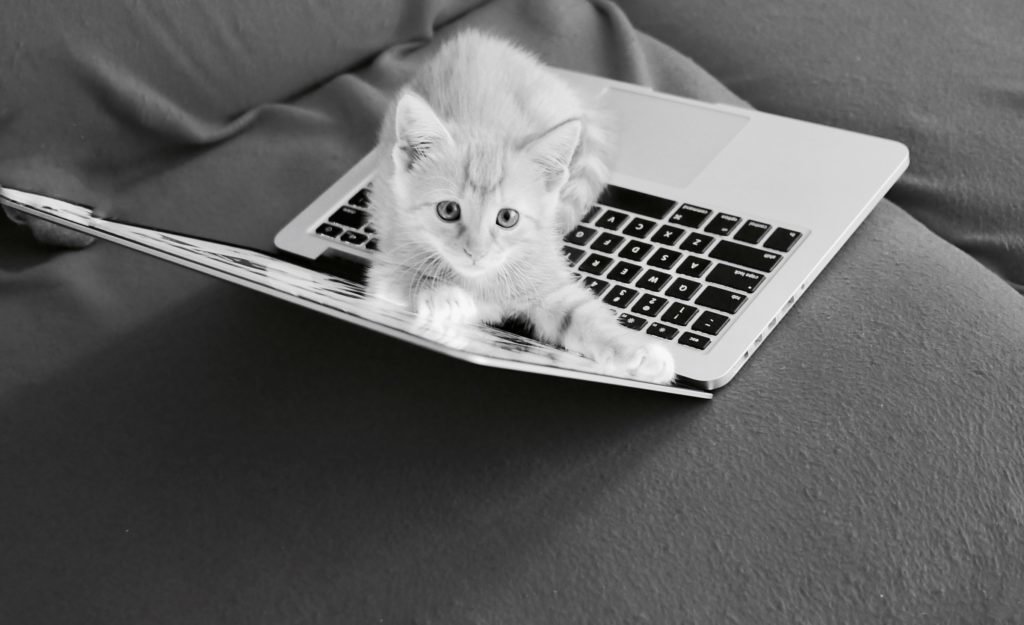 cat blogger