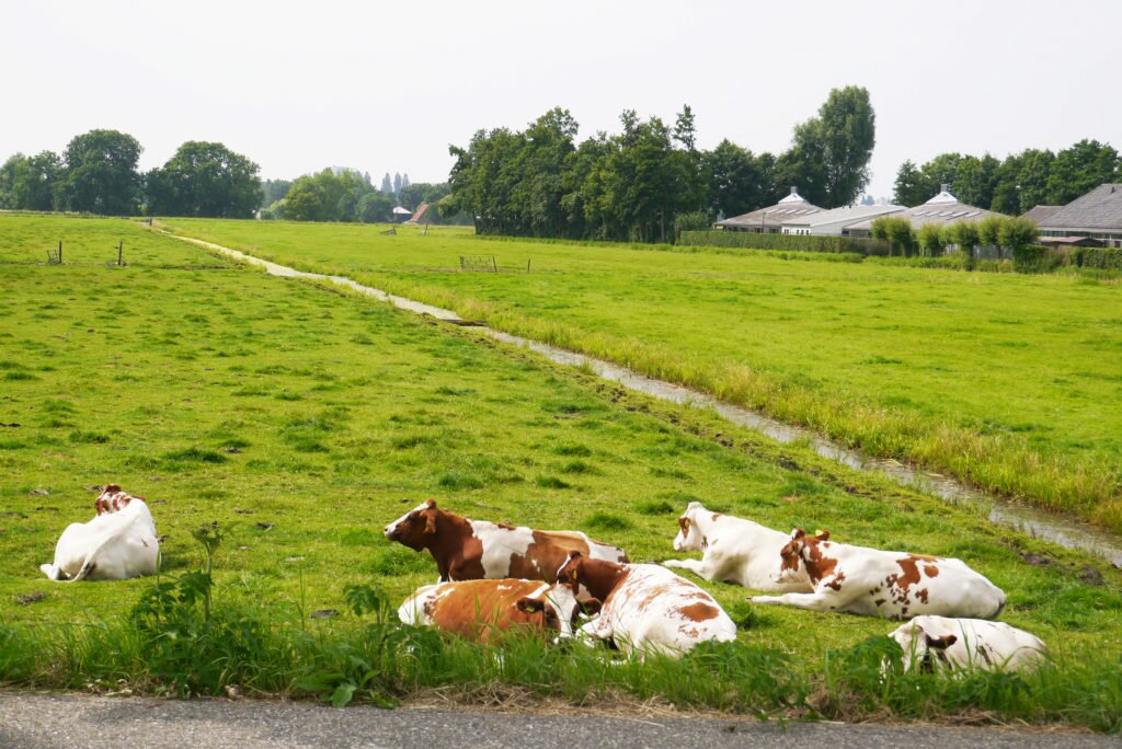 Cows and fields along Amstel River