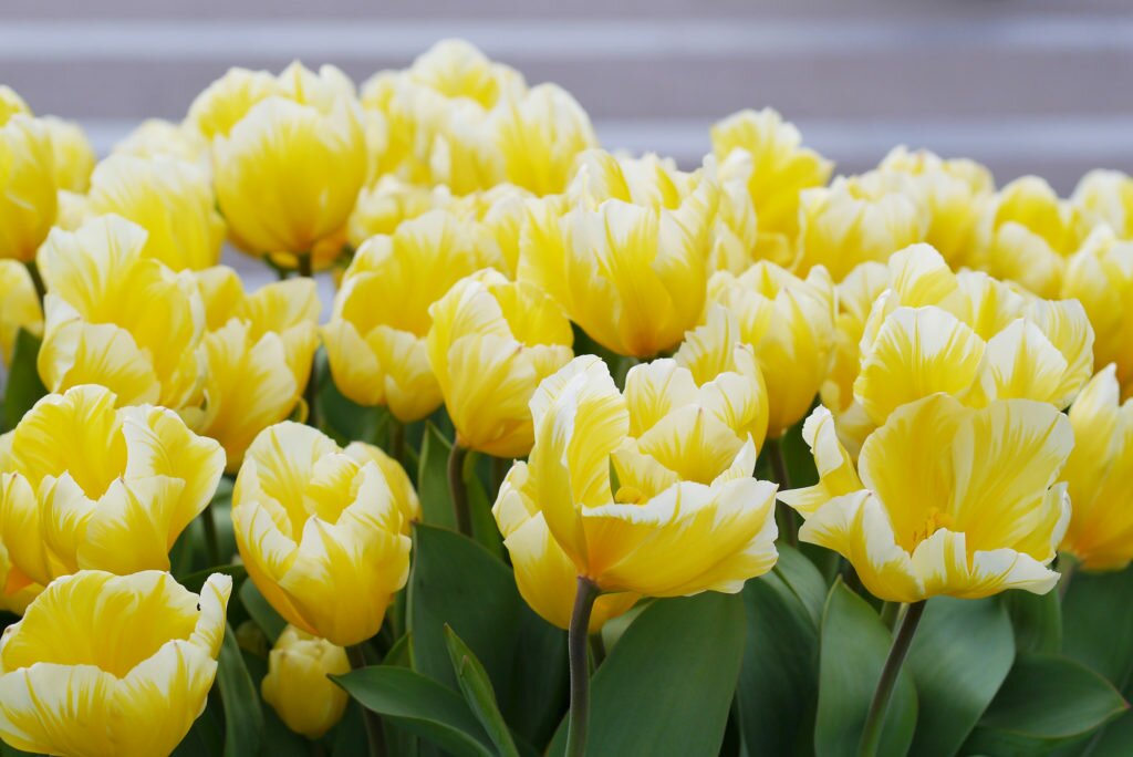 April tulips