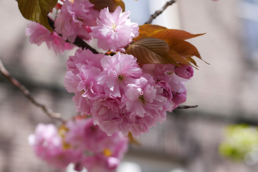 Pink cherry blossom 02