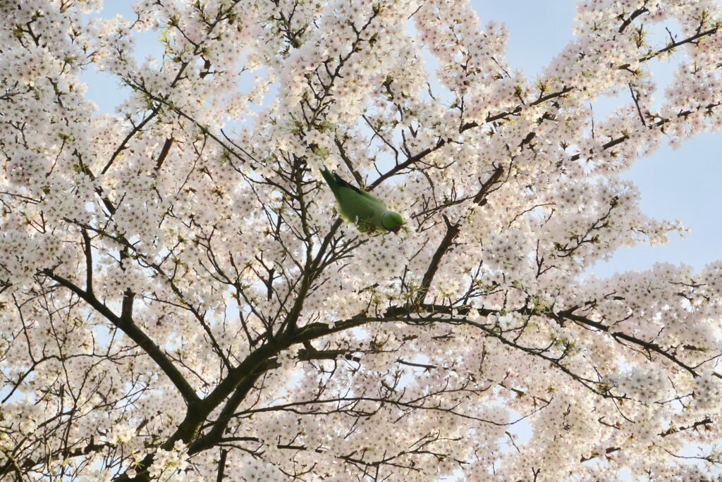 Green parakeet and cherry blossom