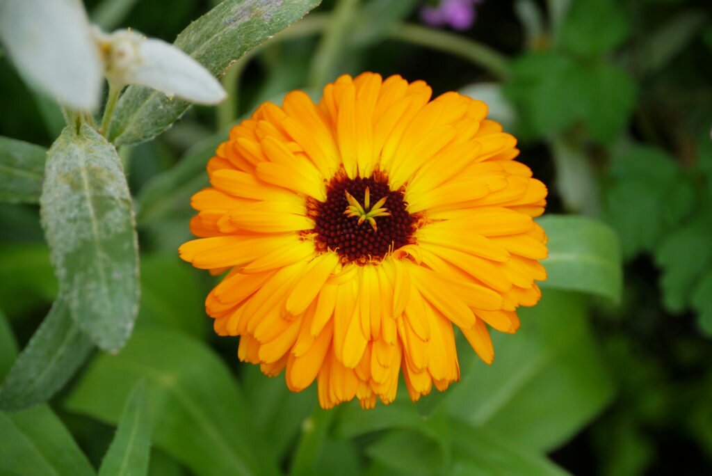 Calendula