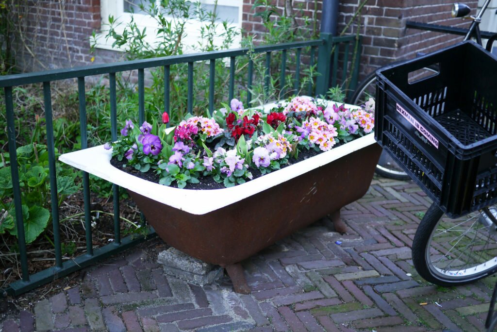 Flowers in a bathtub