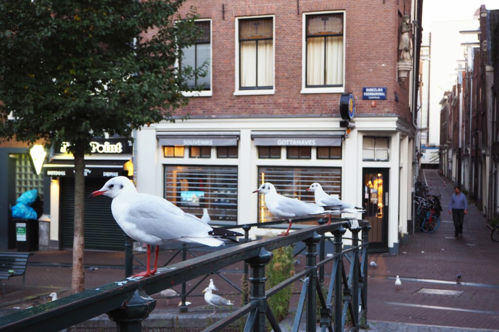 Seagulls in the Red Light District