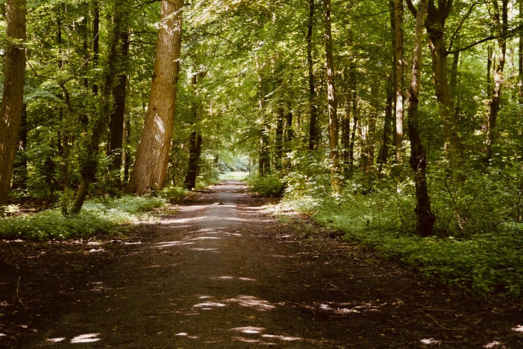 A walk in the Amsterdamse Bos