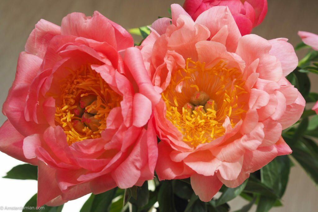 Peonies symphony 03