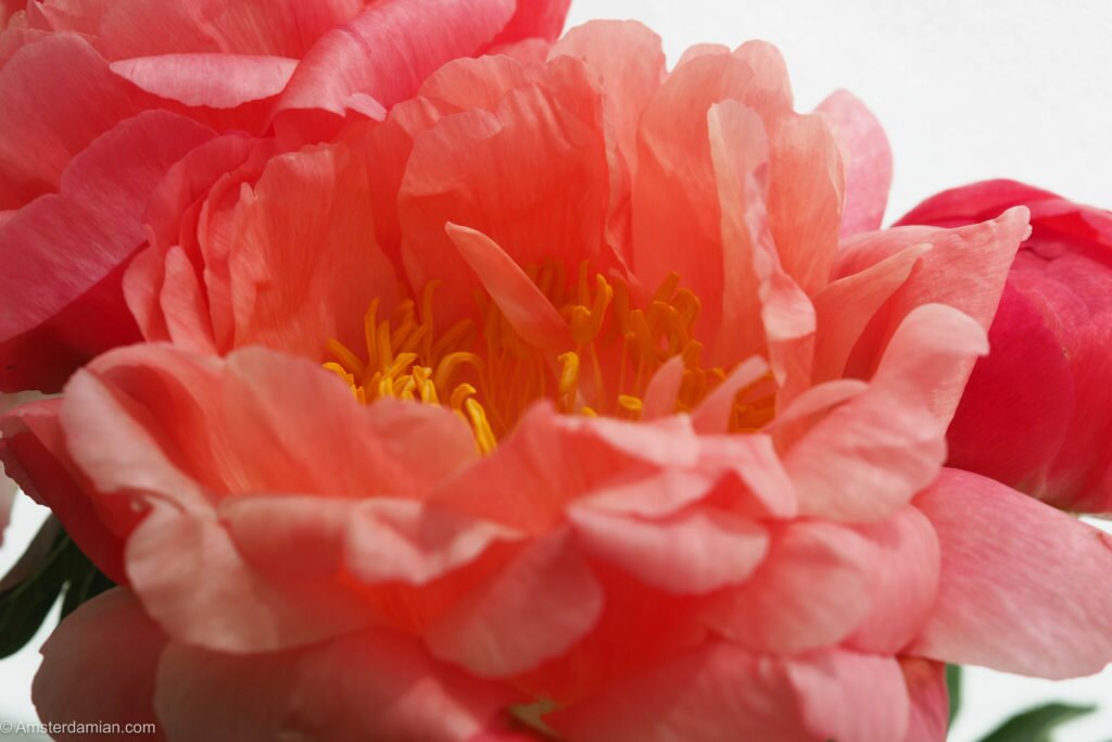 Peonies symphony 05