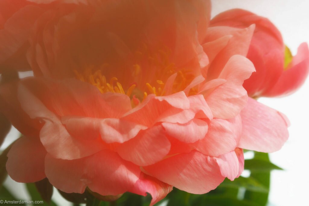 Peonies symphony 06