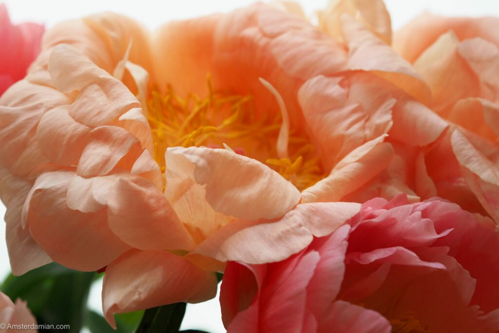 Peonies symphony 07