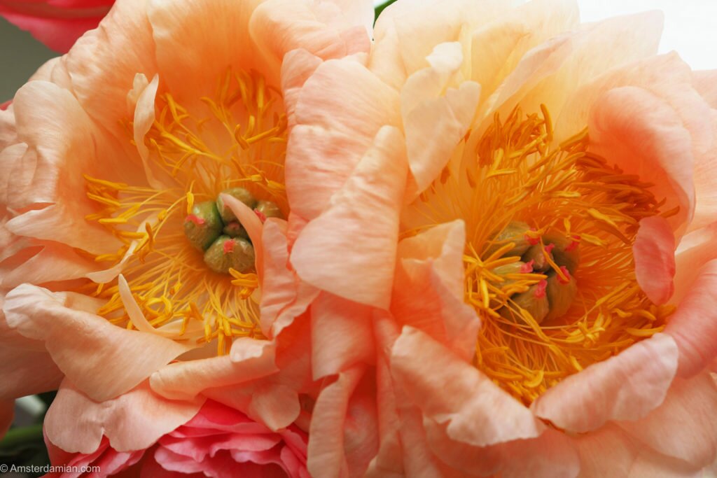 Peonies symphony 11