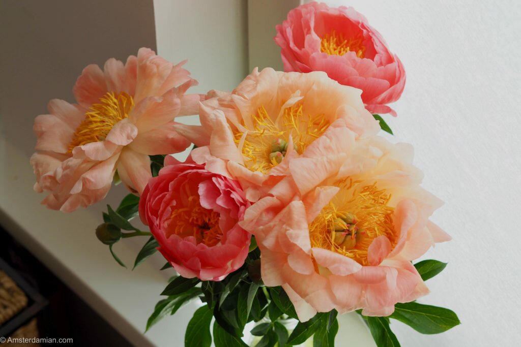 Peonies symphony 13