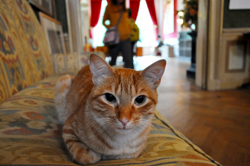 The Cat Cabinet