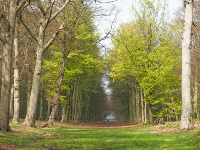 Escape to the Forest
