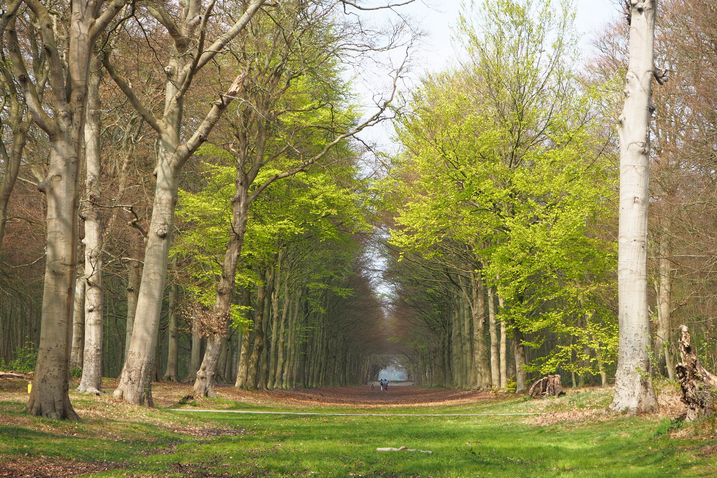 Escape to the Forest