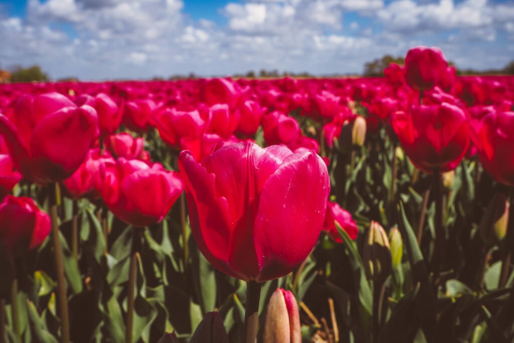 Dutch tulip fields