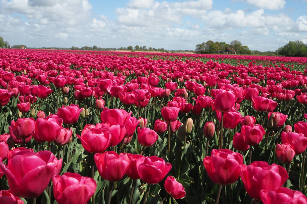 Tulip fields close to Alkmaar