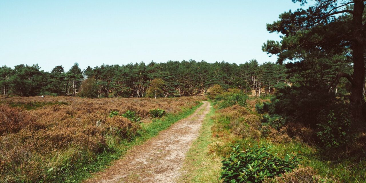 Visiting Schoorl Dunes and the Story of the Dried Heather