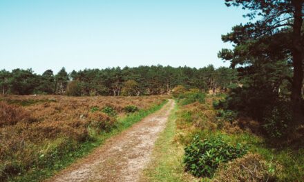 Visiting Schoorl Dunes and the Story of the Dried Heather