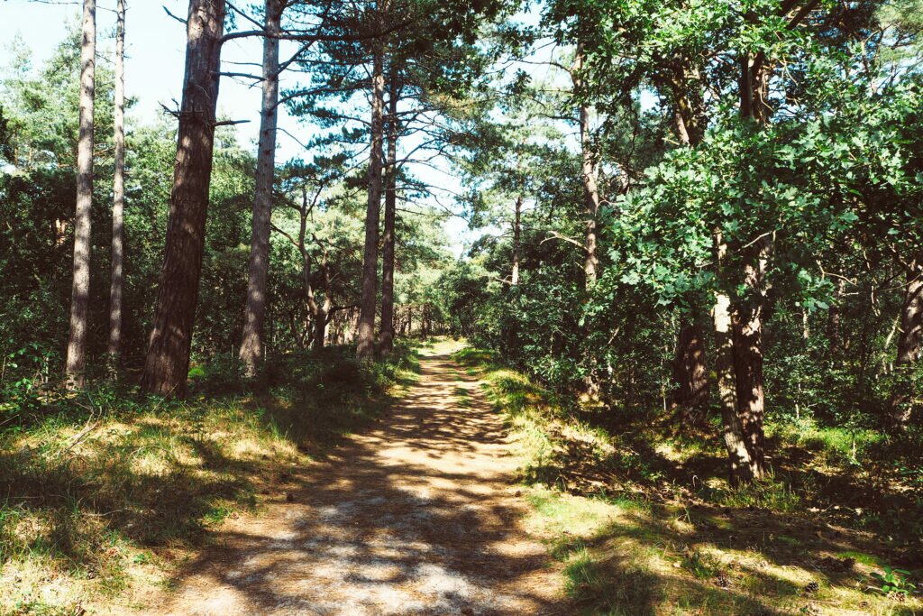 Schoorl forest